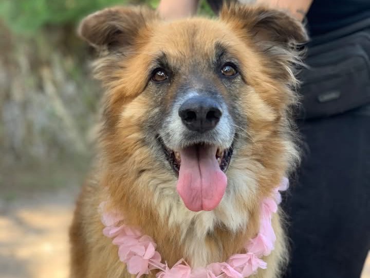 Adotta un cane, femmina, 6 anni e 2 mesi, Latina