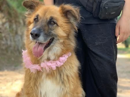 Adotta un cane, taglia grande, femmina, Latina