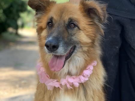 Vuoi adottare un cane a Latina?