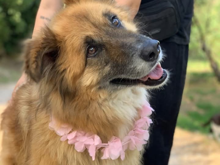 Adotta il cane Dafne a Latina