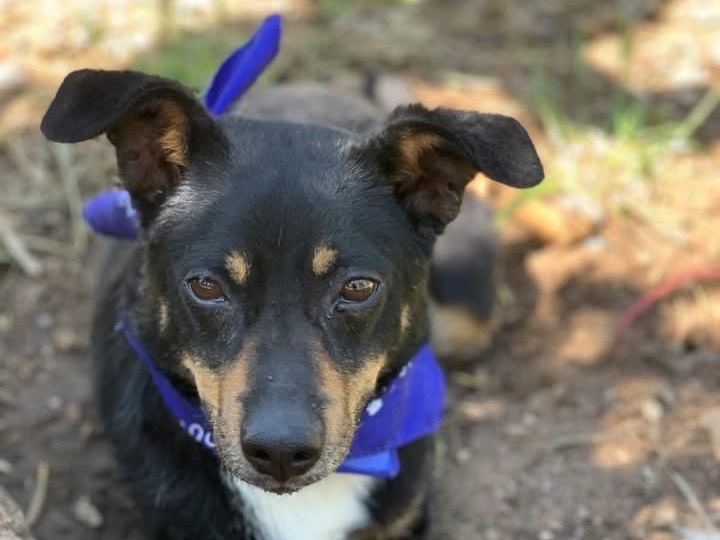 Adozione cane, maschio, Razza sconosciuta Razza sconosciuta, 6 anni e 8 mesi, taglia piccola, Latina