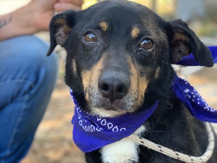 Adotta un cane, maschio, 6 anni e 8 mesi, Latina