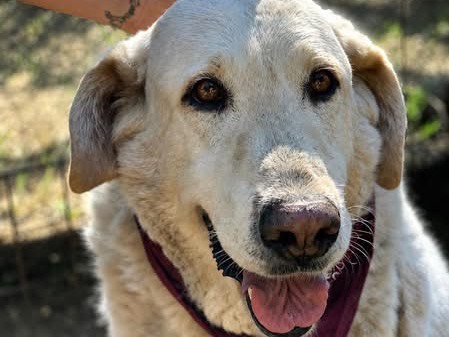 Adotta un cane, taglia grande, femmina, Latina