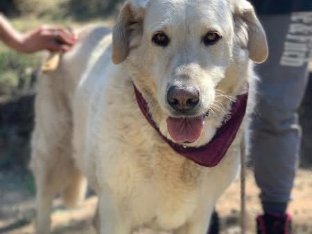 Adotta il cane Havana a Latina