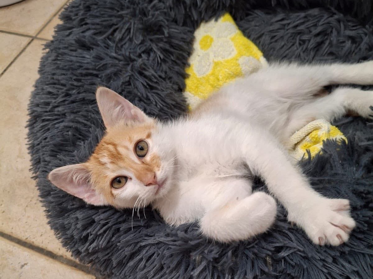 Adozione gatto, maschio, Razza sconosciuta Razza sconosciuta, 3 mesi, taglia non valida, Laquila