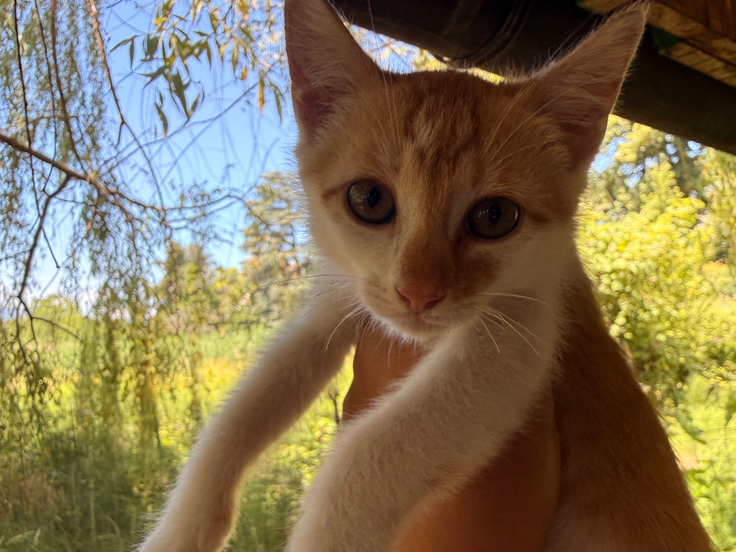 Adotta un gatto, maschio, 3 mesi, Laquila
