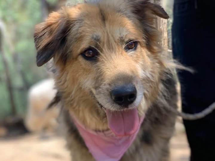 Adozione cane, femmina, Razza sconosciuta Razza sconosciuta, 5 anni e 2 mesi, taglia grande, Latina
