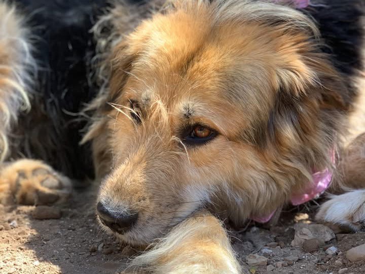 Adotta un cane, femmina, 5 anni e 2 mesi, Latina