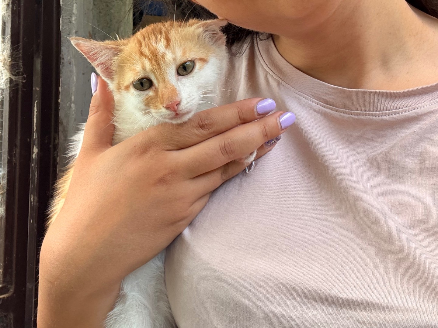 Adotta un gatto, taglia non valida, maschio, Laquila