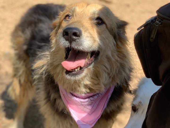 Vuoi adottare un cane a Latina?