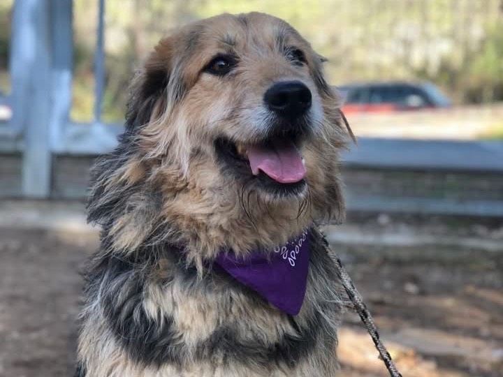 Adotta il cane Lola a Latina