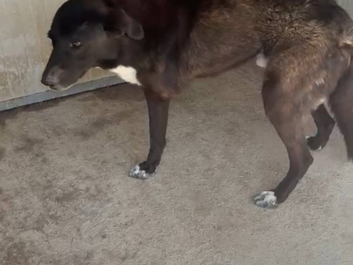 Adotta un cane, taglia media, maschio, Agrigento