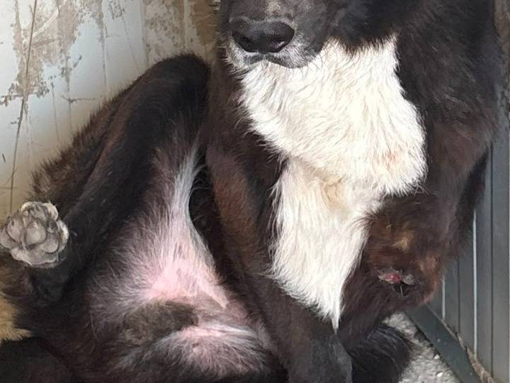 Vuoi adottare un cane a Agrigento?