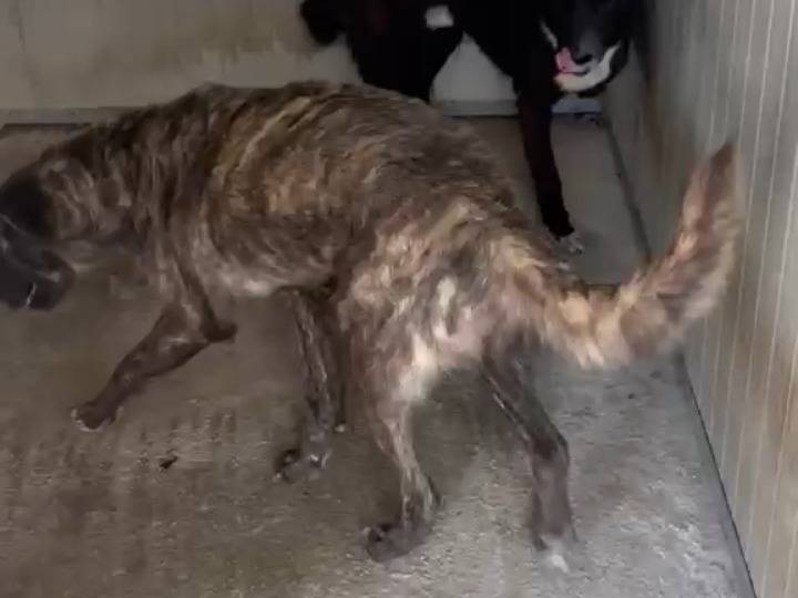 Adotta il cane Senza Nome a Agrigento