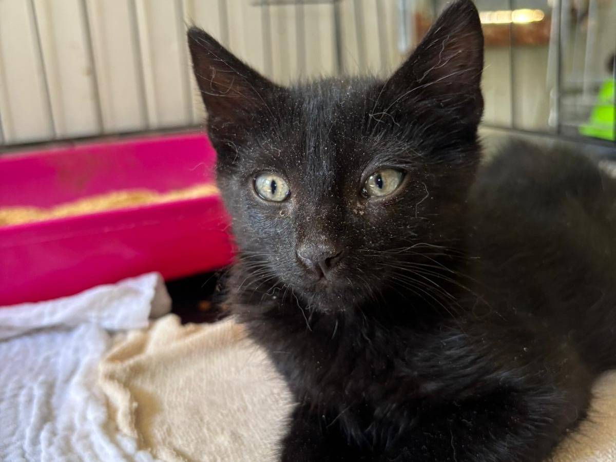 Adozione gatto, maschio, Razza sconosciuta Razza sconosciuta, 2 mesi, taglia non valida, Pisa