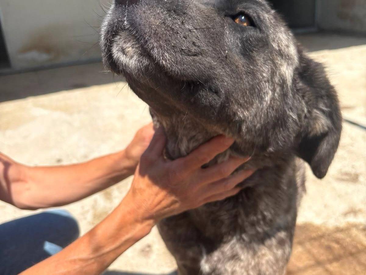 Adozione cane, maschio, Razza sconosciuta Razza sconosciuta, 4 anni e 1 mese, taglia media, Agrigento