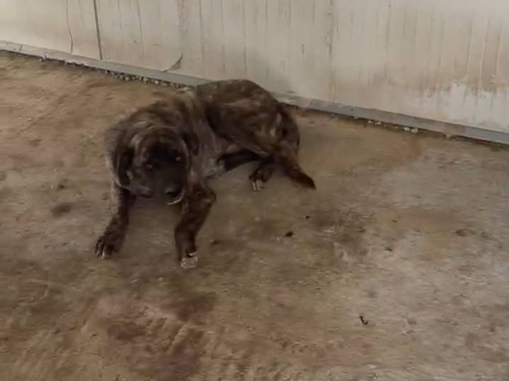 Adotta un cane, maschio, 4 anni e 1 mese, Agrigento