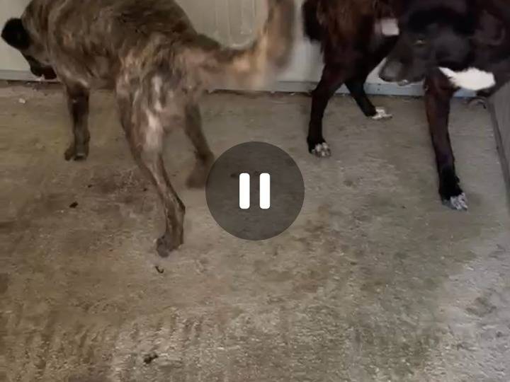 Adotta un cane, taglia media, maschio, Agrigento