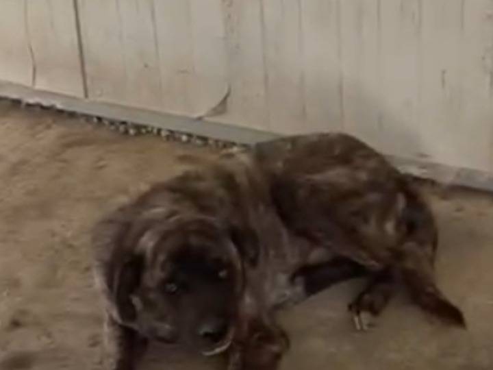 Vuoi adottare un cane a Agrigento?
