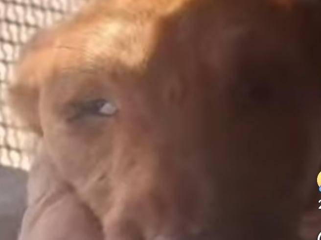 Adotta un cane, maschio, 3 anni e 3 mesi, Agrigento