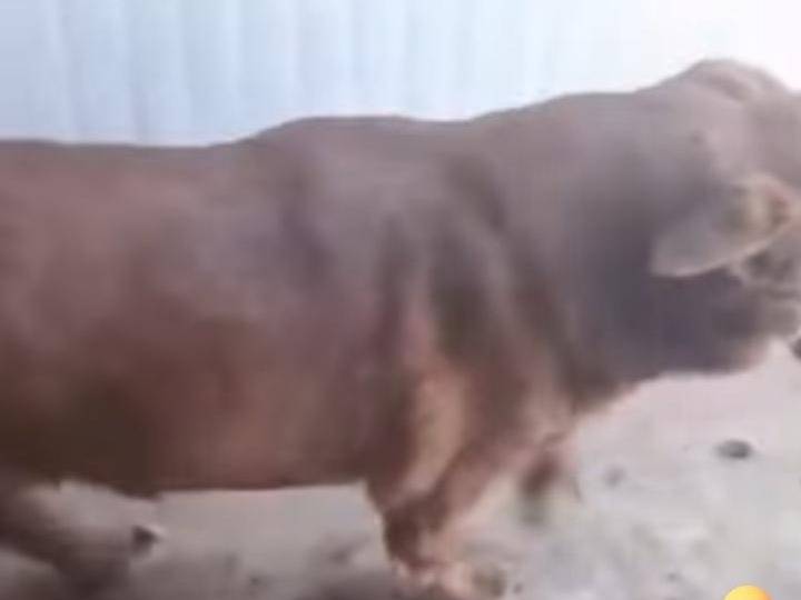 Adotta un cane, taglia piccola, maschio, Agrigento
