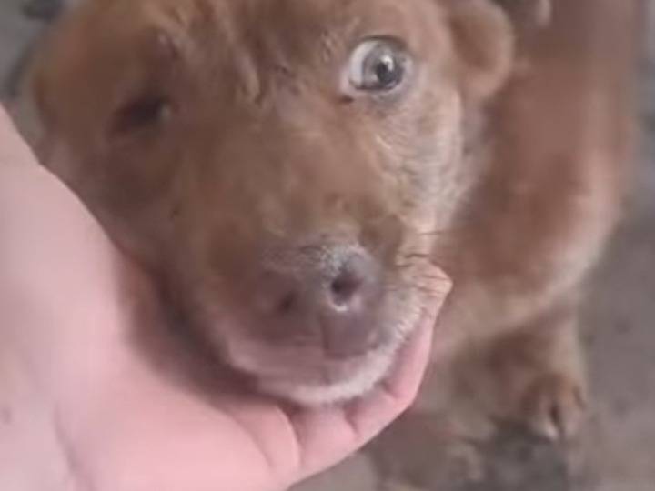 Adotta il cane Zoran a Agrigento