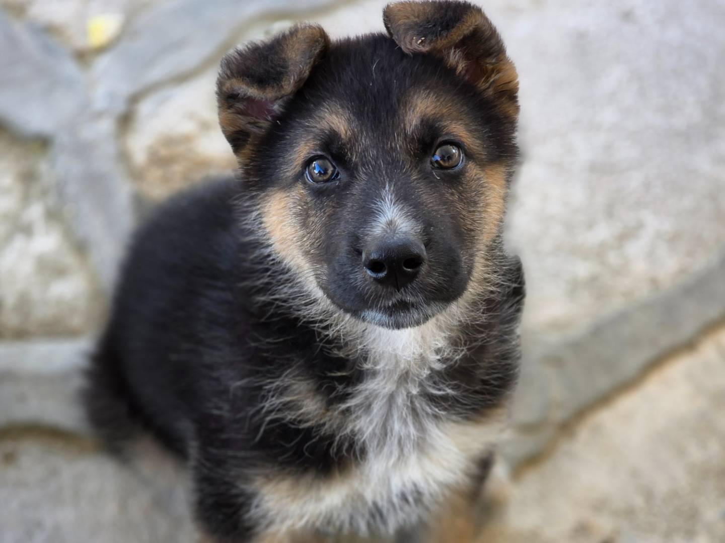 Adozione cane, maschio, Pastore tedesco Pastore maremmano, 4 mesi, taglia media, Barletta