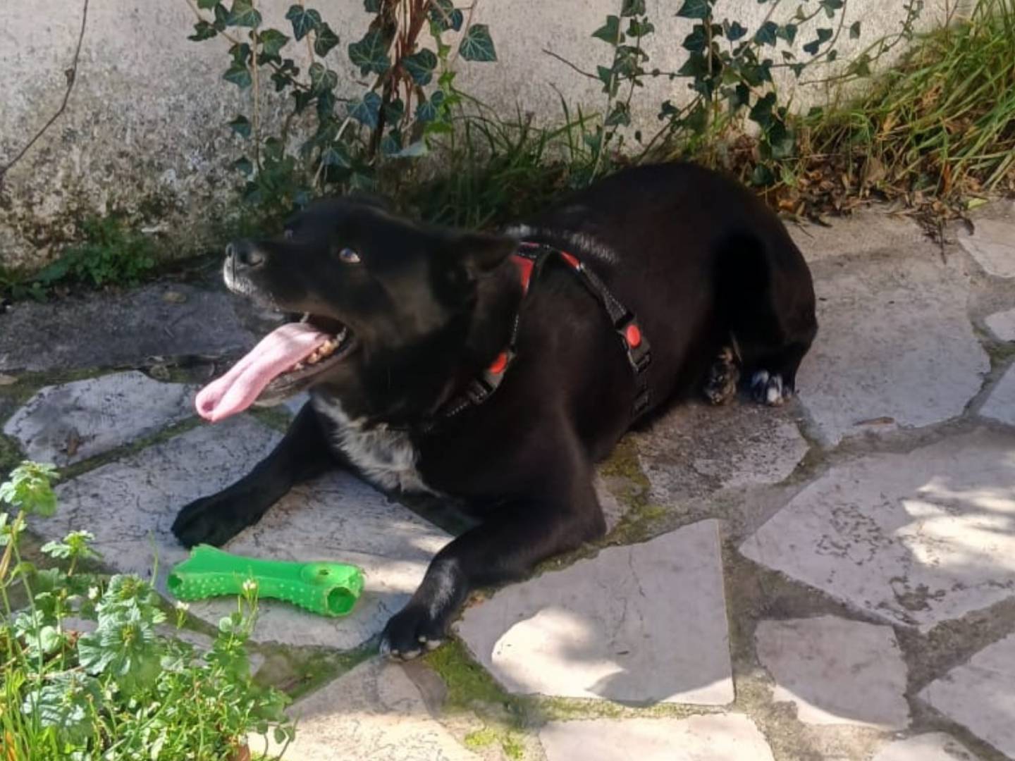 Adotta un cane, taglia media contenuta, maschio, Bari