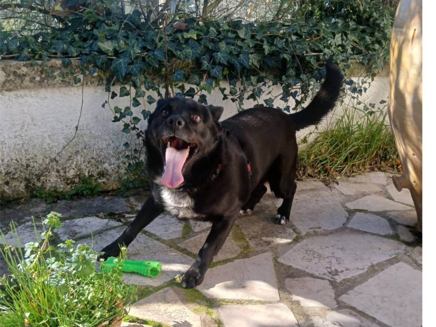 Vuoi adottare un cane a Bari?