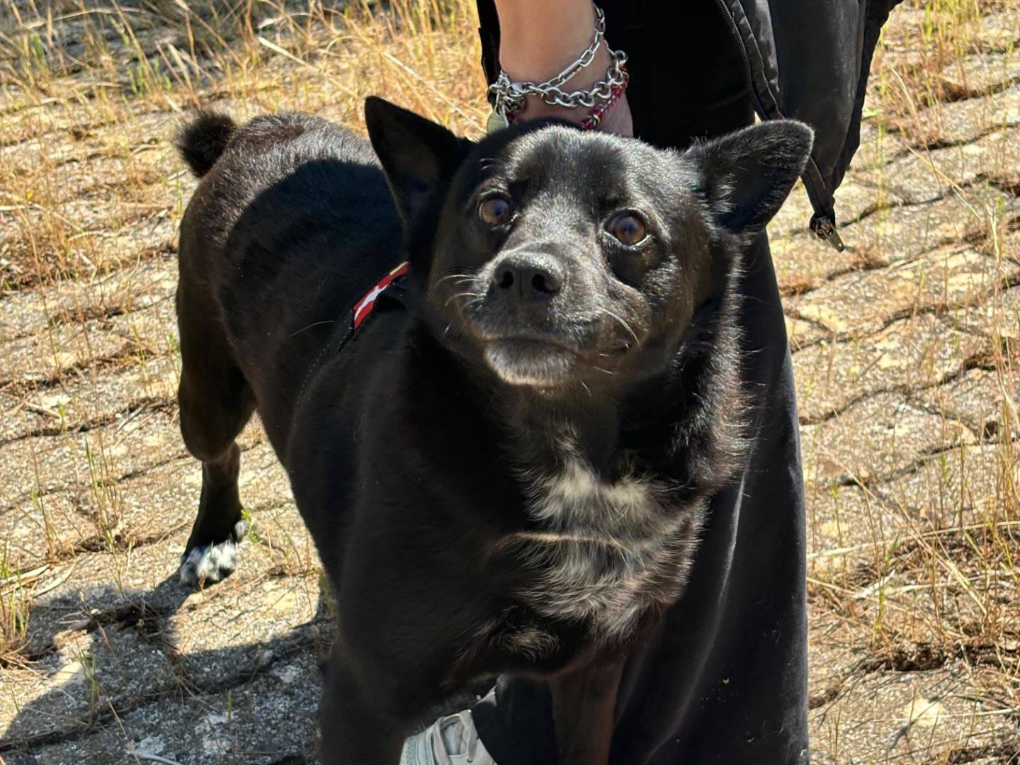 Adotta il cane Ricky a Bari