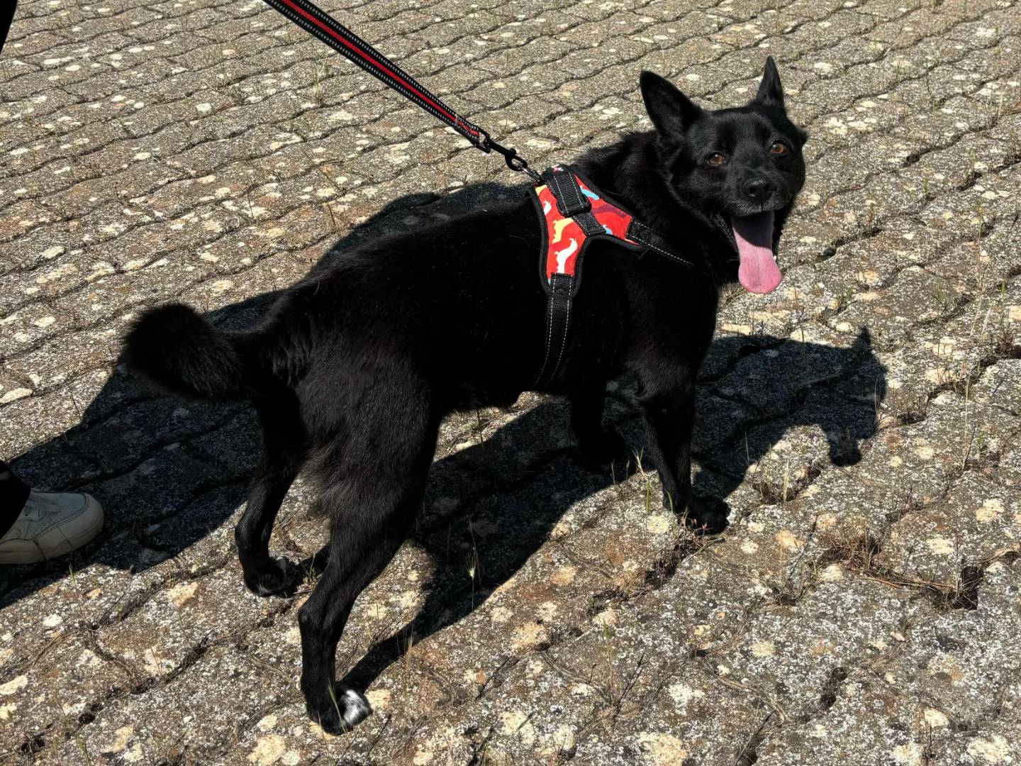 Adozione cane, maschio, Razza sconosciuta Razza sconosciuta, 3 anni e 9 mesi, taglia media contenuta, Bari