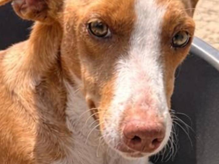 Adozione cane, femmina, Razza sconosciuta Razza sconosciuta, 2 anni e 3 mesi, taglia piccola, Agrigento