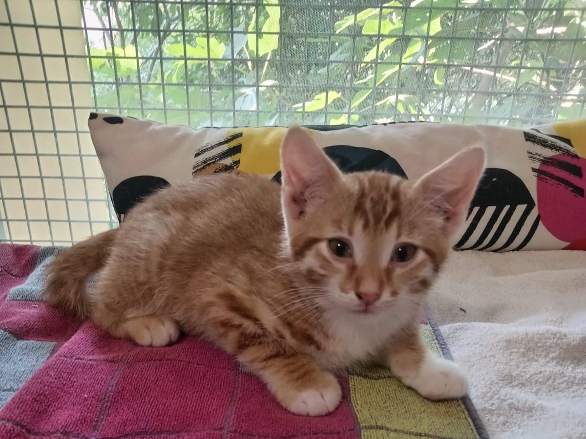 Adozione gatto, maschio, Razza sconosciuta Razza sconosciuta, 3 mesi, taglia non valida, Brescia