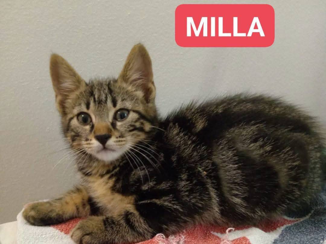 Adozione gatto, femmina, Razza sconosciuta Razza sconosciuta, 3 mesi, taglia non valida, Brescia