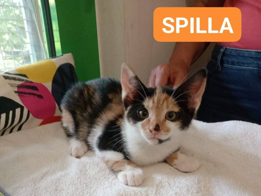 Adozione gatto, femmina, Razza sconosciuta Razza sconosciuta, 3 mesi, taglia non valida, Brescia