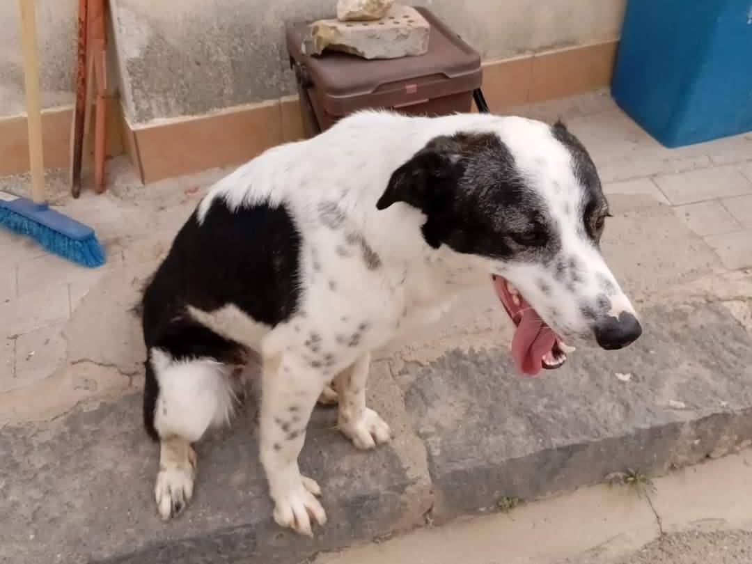 Adozione cane, maschio, Razza sconosciuta Razza sconosciuta, 2 anni e 7 mesi, taglia media, Agrigento