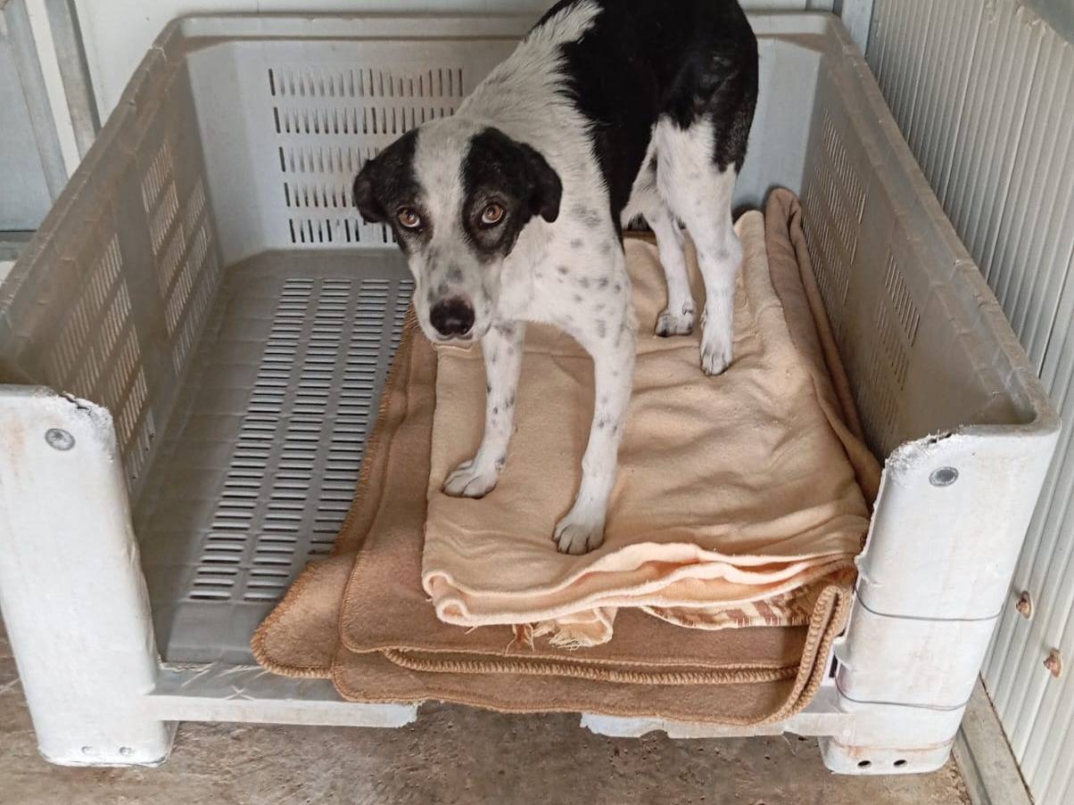 Adotta un cane, maschio, 2 anni e 7 mesi, Agrigento
