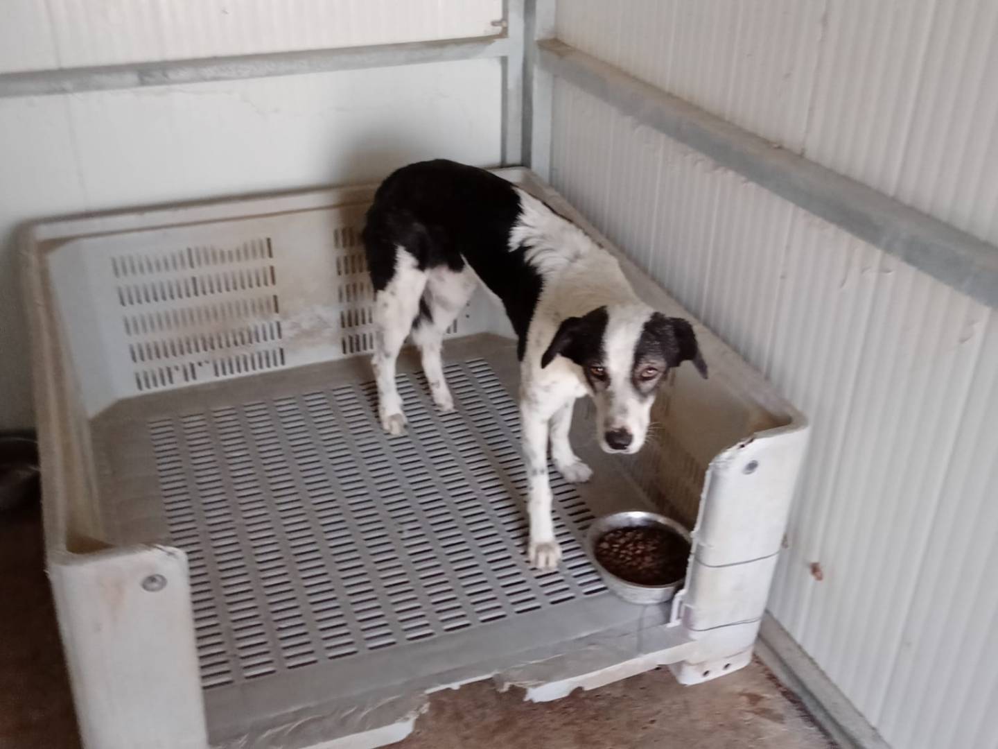 Adotta un cane, taglia media, maschio, Agrigento