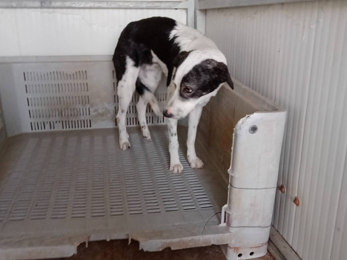 Vuoi adottare un cane a Agrigento?