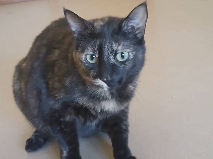 Adozione gatto, femmina, Razza sconosciuta Razza sconosciuta, 2 anni e 1 mese, taglia non valida, Bari
