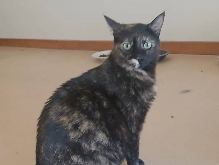 Adotta un gatto, femmina, 2 anni e 1 mese, Bari