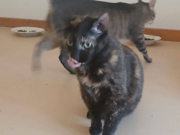 Vuoi adottare un gatto a Bari?