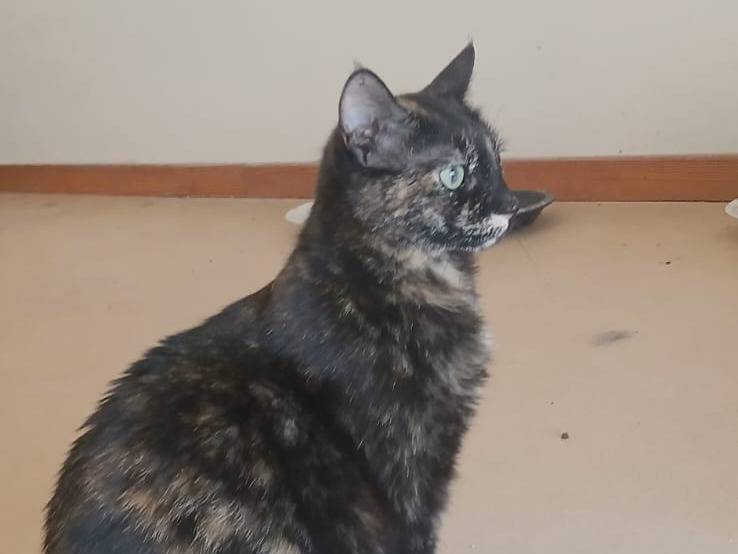 Adotta il gatto April a Bari