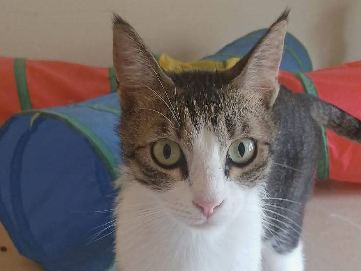 Adozione gatto, maschio, Razza sconosciuta Razza sconosciuta, 3 anni e 2 mesi, taglia non valida, Bari