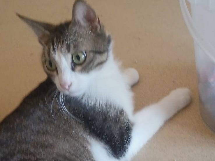Adotta un gatto, taglia non valida, maschio, Bari