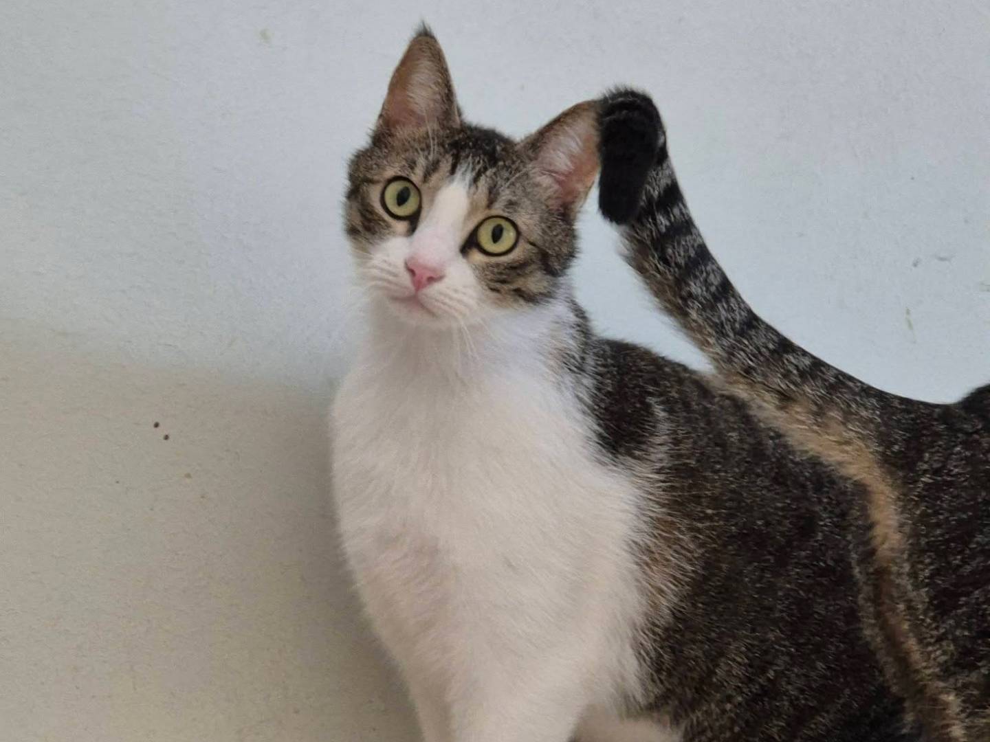 Vuoi adottare un gatto a Bari?