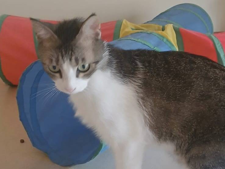 Adotta il gatto Lucas a Bari