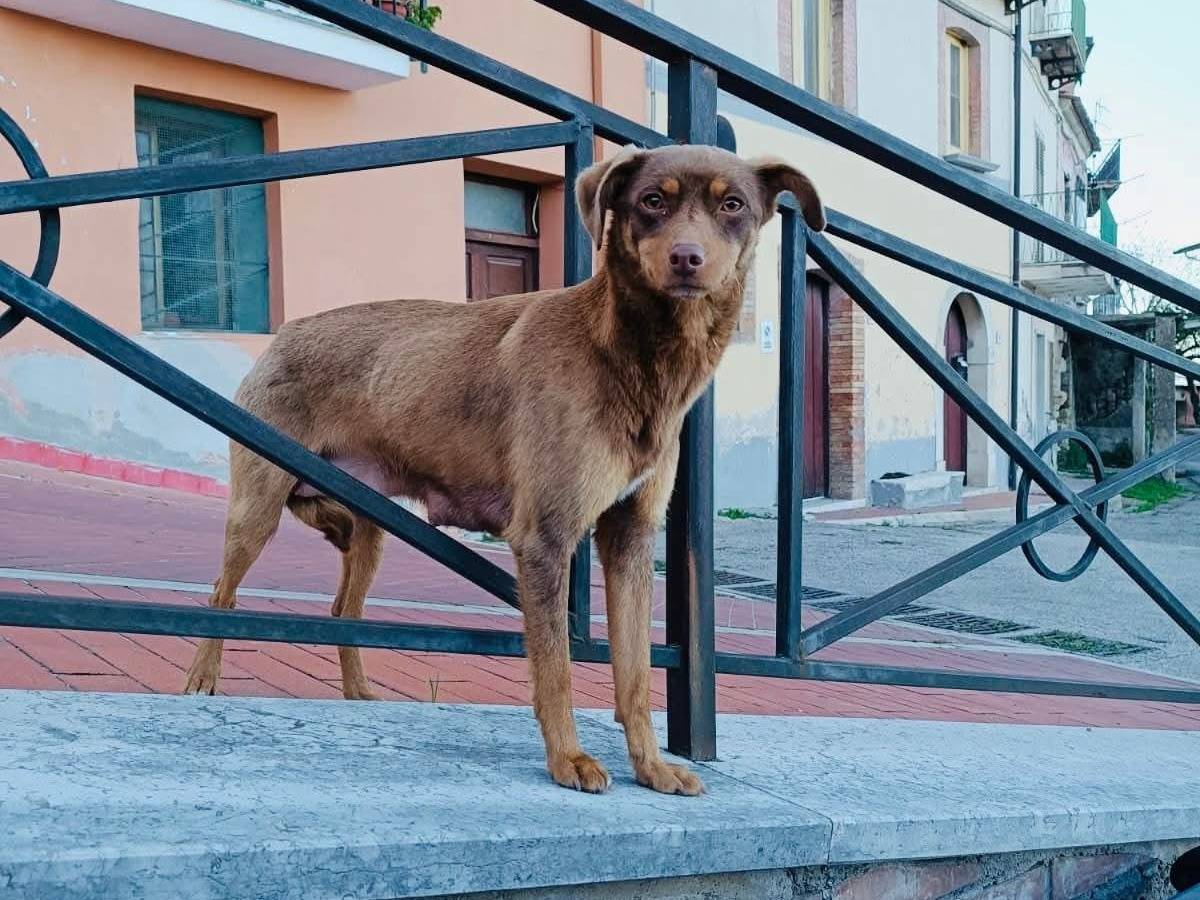 Adozione cane, femmina, Razza sconosciuta Razza sconosciuta, 2 anni e 1 mese, taglia piccola, Benevento