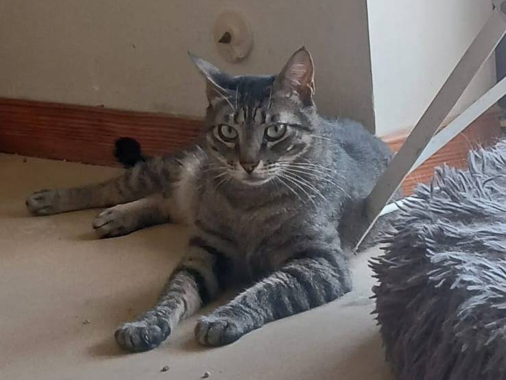 Adozione gatto, maschio, Razza sconosciuta Razza sconosciuta, 2 anni e 10 mesi, taglia non valida, Bari