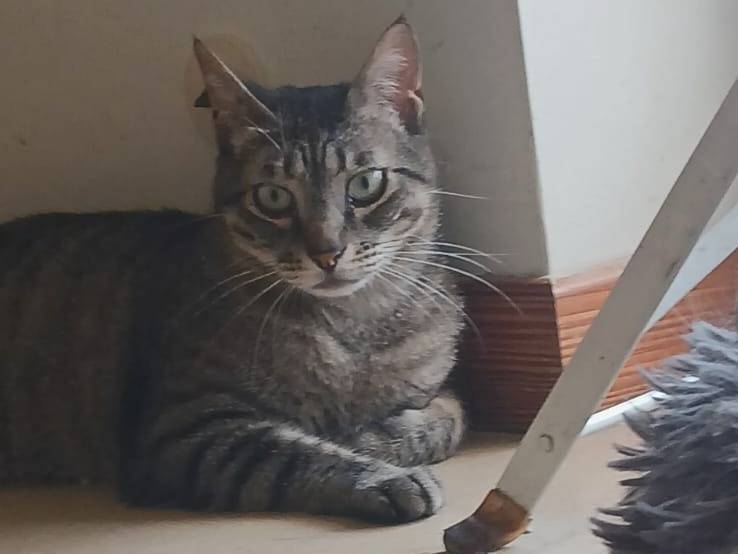 Adotta un gatto, maschio, 2 anni e 10 mesi, Bari